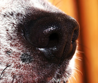 1359131739_dog_nose_close_up.jpg