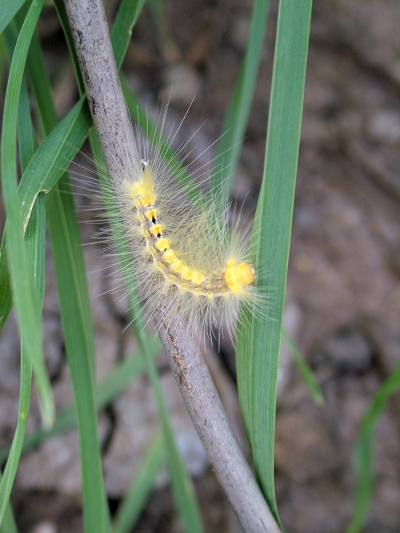 TTcaterpillar.jpg