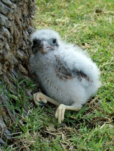 falcon1.jpg