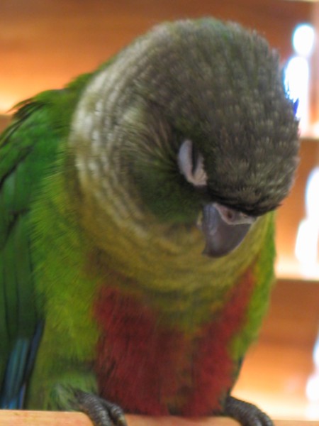 Baby-Moki-asleep_01_14-11-09Small.jpg
