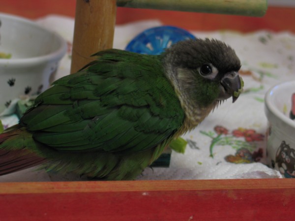 Baby-Moki-eating_04_14-11-09Small.jpg