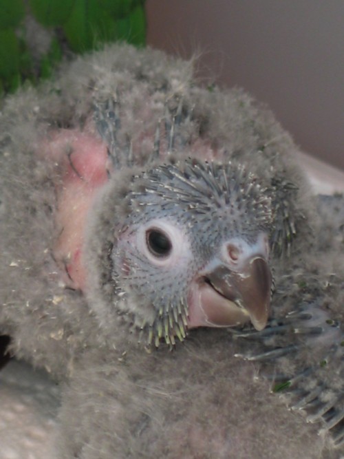 Chick5_01_21-01-10smaller.jpg
