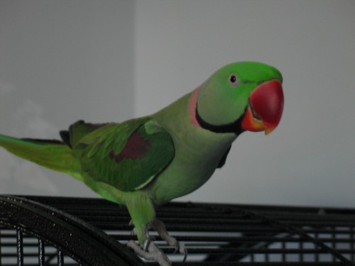 Gulliver-june04small.jpg