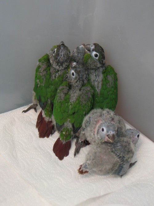chicks_05_21-01-10smaller.jpg