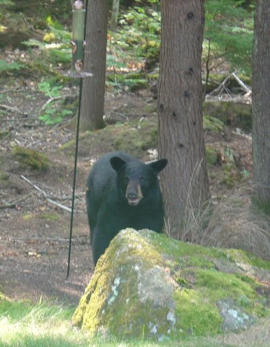 Bear1.jpg
