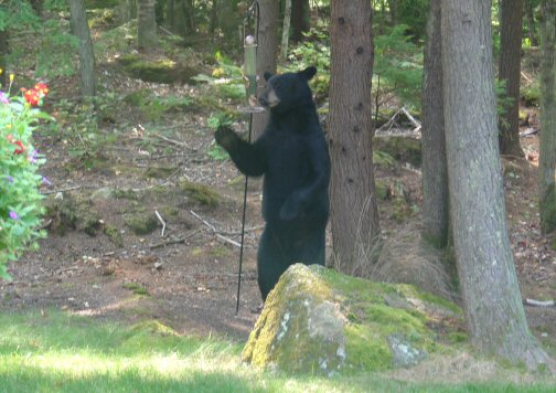 Bear2x.jpg