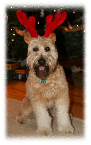 RileyReindeer.jpg