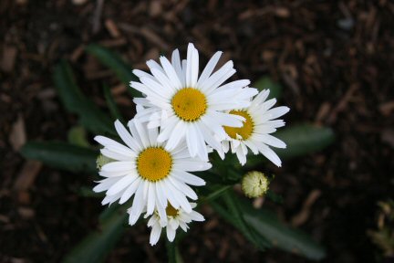 daisies.jpg