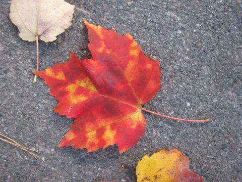 fall10.jpg