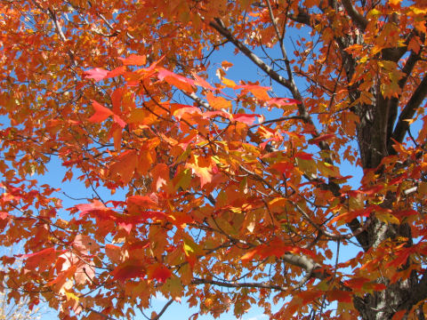 fall8.jpg
