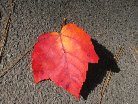 fall9.jpg