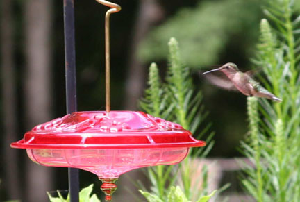 hummingbird2.jpg