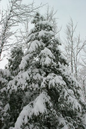 snowtree.jpg