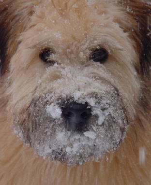 upclosesnow.jpg