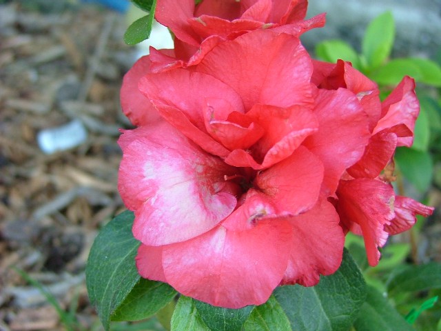 red-azalea.JPG