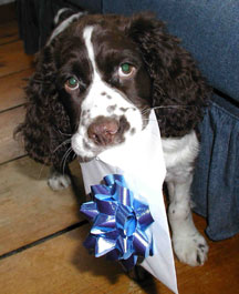 2puppycopy.jpg
