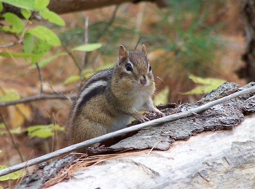 Chipmunk1.jpg