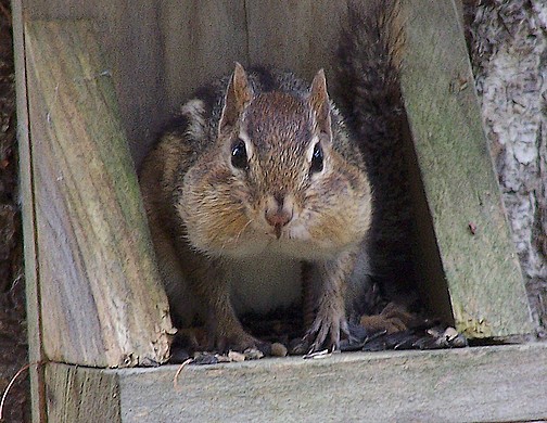 Chipmunk2b.jpg