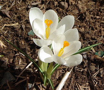 Crocus.jpg