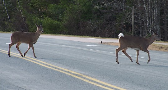 Deer2.jpg