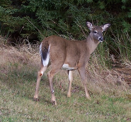 Deer3.jpg