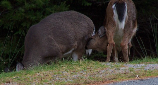 Deer4.jpg