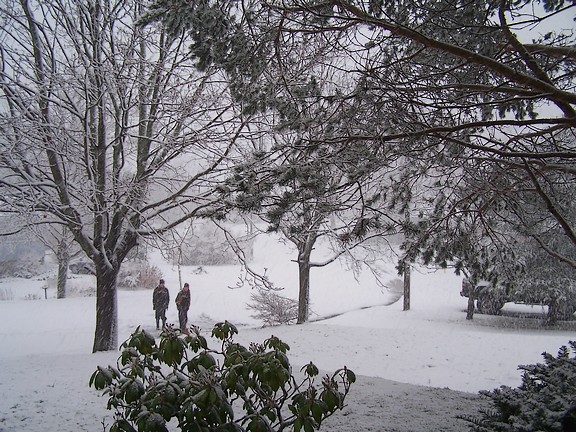 SNOW1.jpg