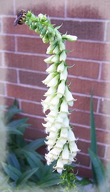 flower3.jpg