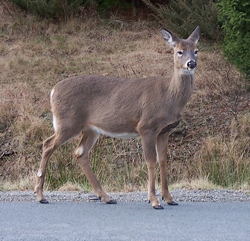 Deer1.jpg