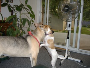 Ginger-Secret.JPG