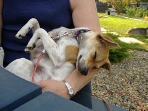 Ginger-Sleeping.JPG