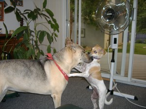 Ginger-Spirit-in-Face.JPG