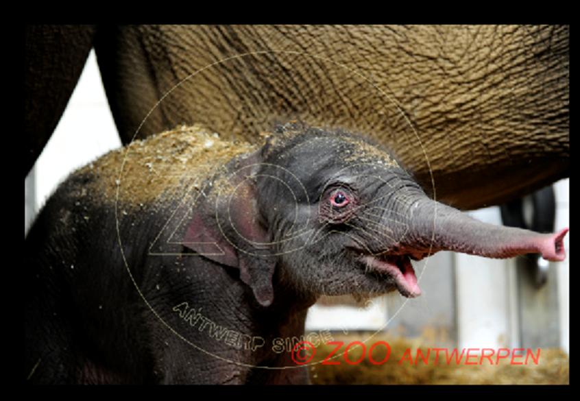 Baby_elephant.jpg