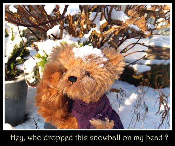 Bumpking_bears_for_TT01.jpg