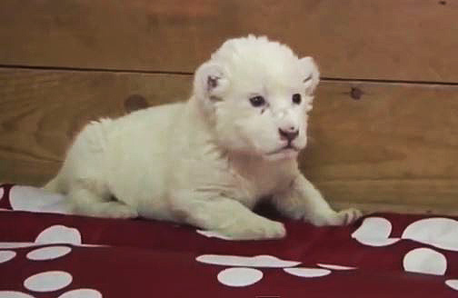 1382871996_baby_lion.jpg