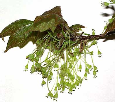 floweringtwig.jpg
