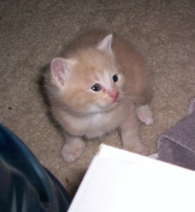 Apricotkitten1.jpg