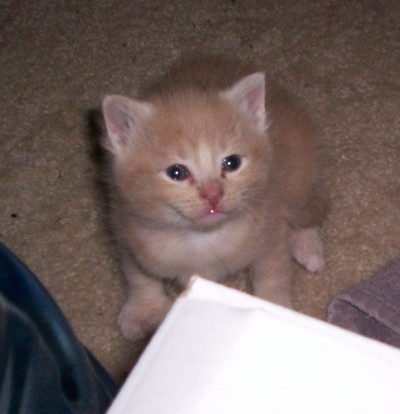 Apricotkitten2.jpg