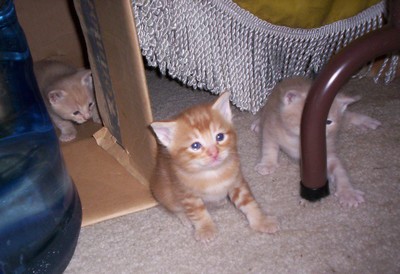 Playfulkittens.jpg