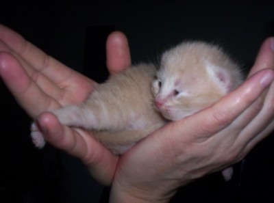 apricot2baby.jpg