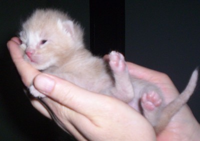 apricot3baby.jpg