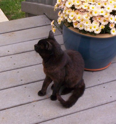 blackkitty.jpg