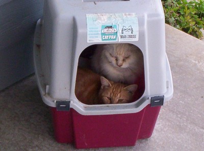catbed.jpg