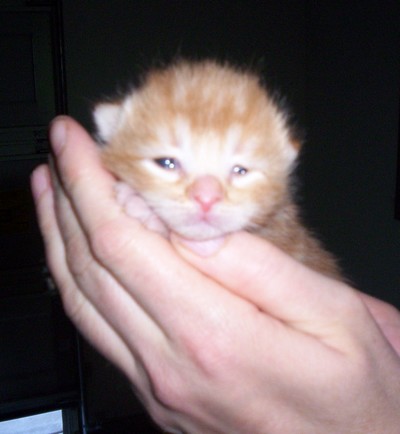 gingerbaby.jpg