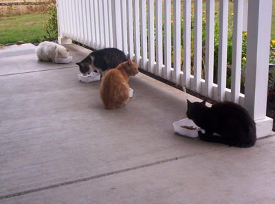 thecats.jpg