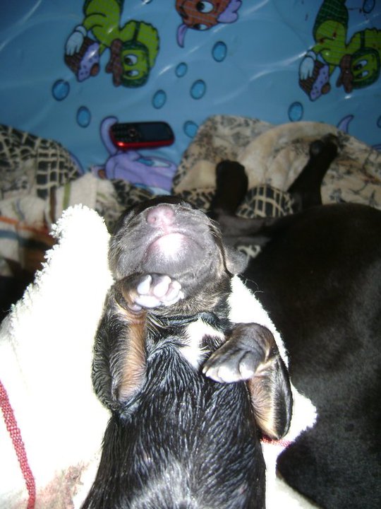 pup.jpg