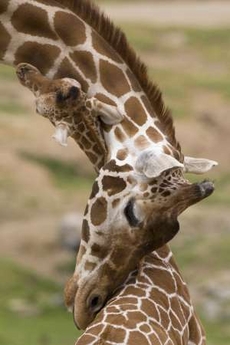 baby_giraffe.jpg