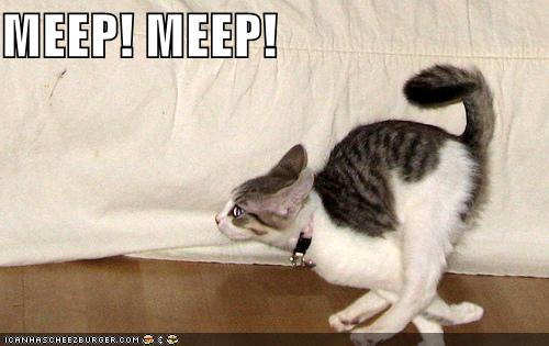 funny-pictures-speedy-cat.jpg