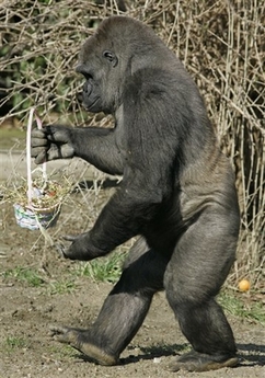 gorrilla_easter.jpg