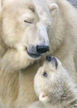 polar_and_baby.jpg